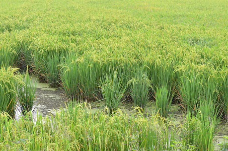 水稻植物图片