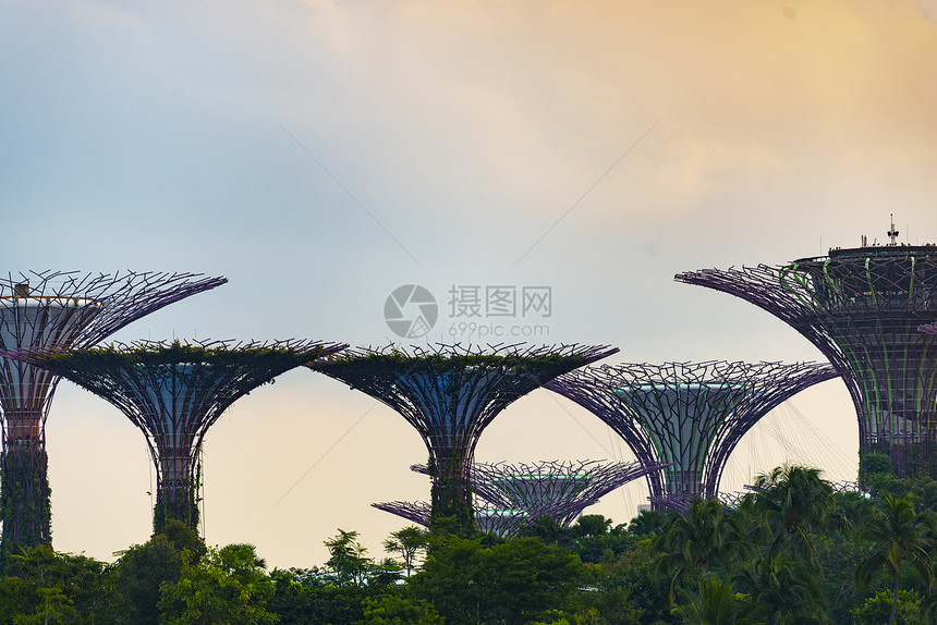 新加坡南部海湾旁的花园中的大树图片