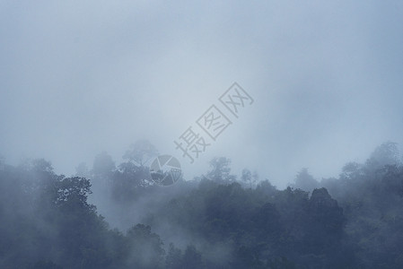 森林山坡低洼的云与常绿针叶树笼罩薄雾中的风景景观景观图片