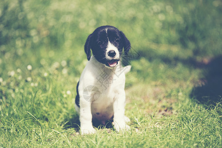 纯种比格犬正次学世界图片