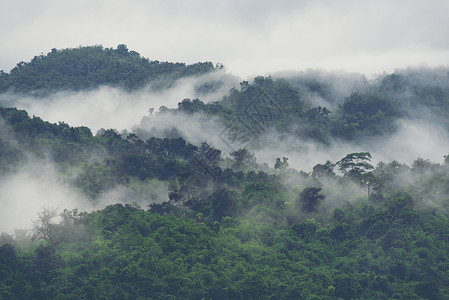 森林山坡低洼的云与常绿针叶树笼罩薄雾中的风景景观景观背景图片