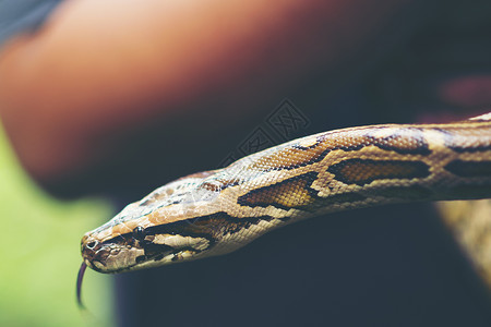 蟒蛇背景图片