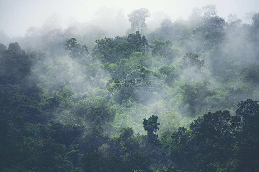 热带森林的自然景观,老式过滤图像图片