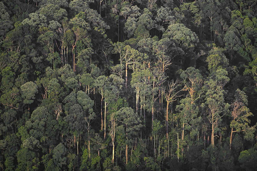 森林,自然景观景观热带森林与层层树木图片
