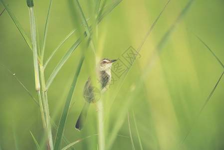 普通的Prinia鸟自然领域高清图片