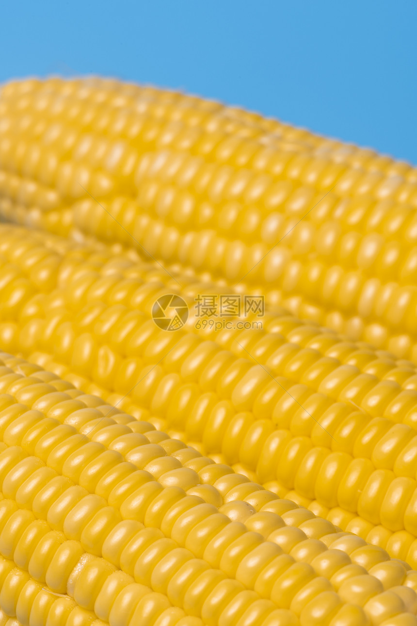 蓝色背景的新鲜机玉米图片