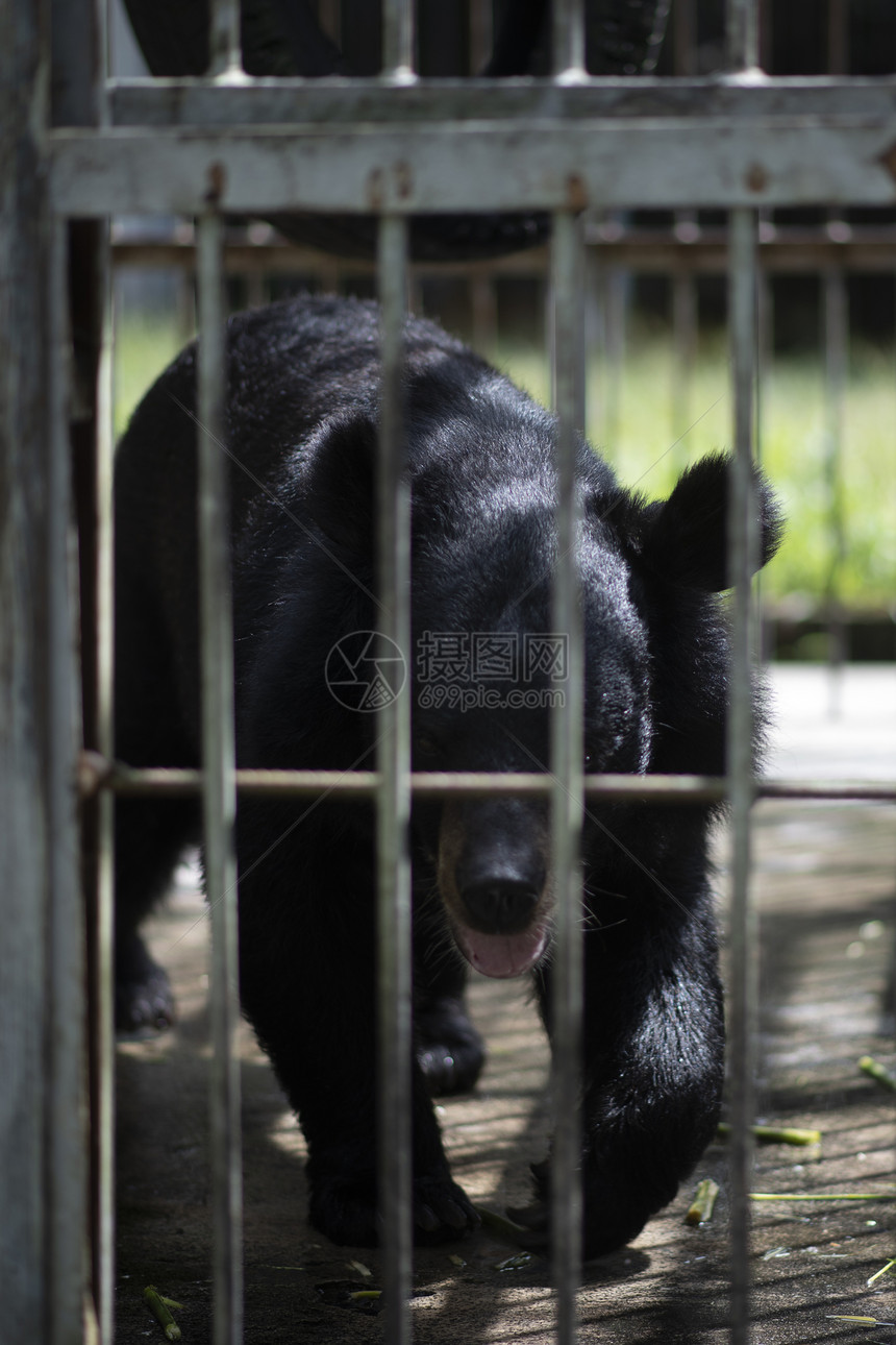 大黑熊被困钢筋笼里图片