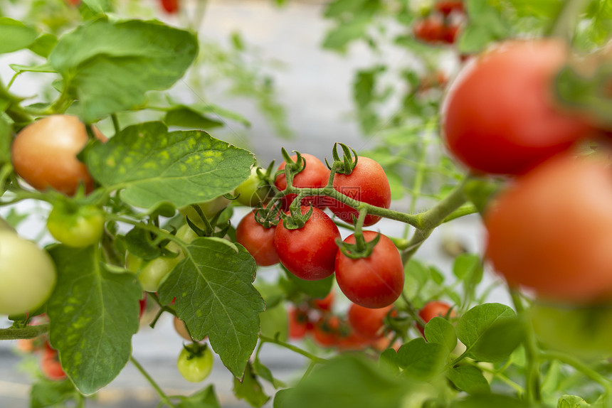 温室番茄栽培图片