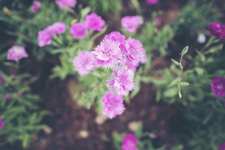 花园里的花,热带公园景观高清图片素材