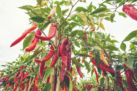 菜园农场的辣椒垂直的高清图片素材