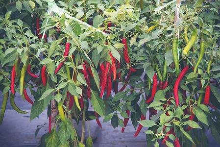 菜园农场的辣椒季节高清图片素材