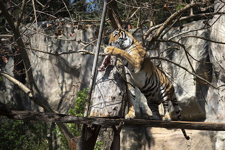 老虎动物园的表演上跳来吃东西图片