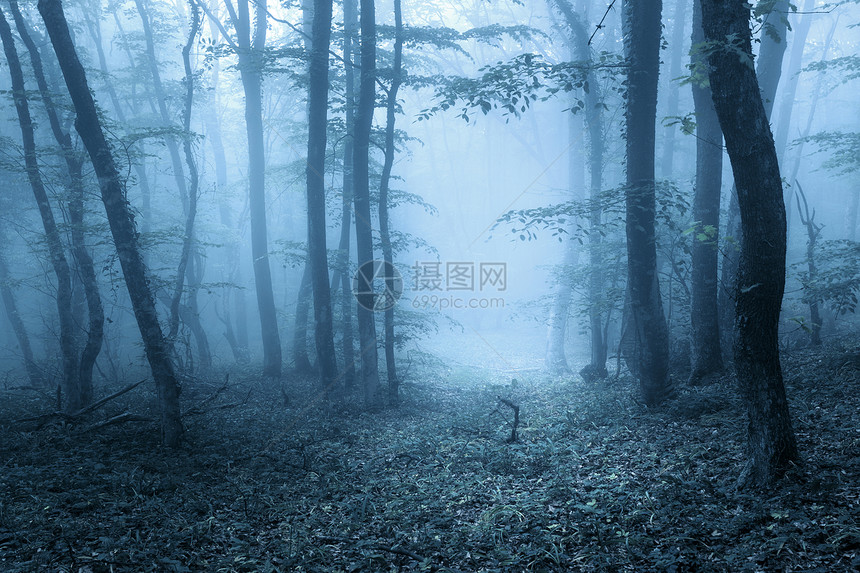穿过片神秘的黑暗森林,雾中绿叶鲜花克里米亚的春天早晨神奇的气氛童话故事春天穿过片神秘的黑暗森林图片