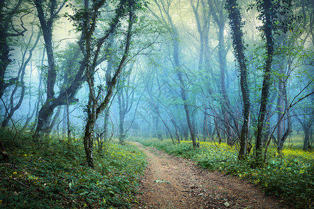 神秘的春天森林雾中小径,绿草鲜花早上克里米亚叶高清图片素材