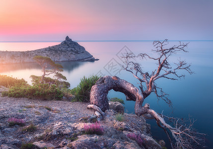日出时岩石中生长出来的令人惊奇的老树早晨树木山海蓝天的五颜六色的景观黄昏时山上的夏天旅行自然背景背景图片