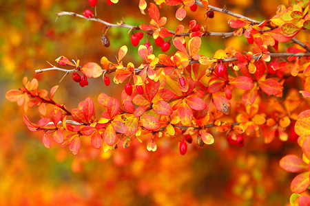 秋天的橙色秋枫叶巷自然背景树公园图片