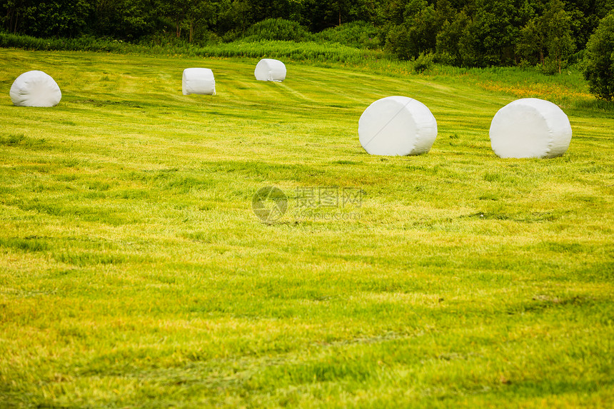农业景观与秸秆包装田间谷物干草包裹塑料白箔,夏天挪威,斯堪的纳维亚欧洲用塑料箔包裹的干草,挪威图片