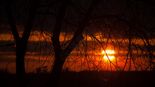 树木树枝美丽的红色日落背景树枝红色的日落图片