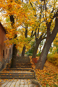 秋天的黄色秋枫叶巷自然背景树公园图片