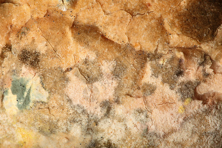 霉菌生长的老包没纹理背景背景图片