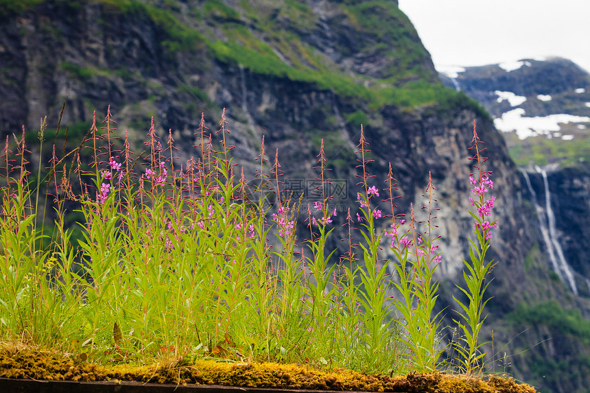 挪威风景优美的山脉景观春天的花前,群山的山丘背景上瀑布挪威山区的春花图片