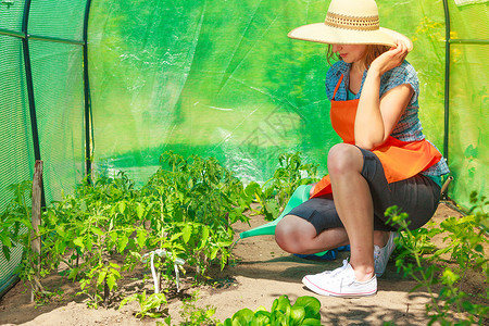 园艺花园里工作的妇女温室里浇水幼苗番茄植物图片