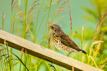 小鸟站草地上的木板上,湖水背景中湖岸绿草中的小鸟图片