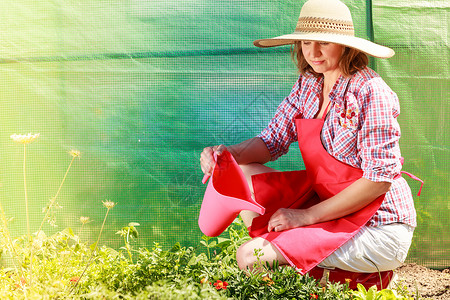 园艺戴着帽子的红围裙的女人后院的花园里工作,户外给植物浇水背景图片