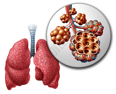 肺肺泡肺泡解剖图人体解剖呼吸呼吸医学的医学,白色背景上的三维插图背景图片