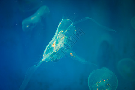 蓝色背景的海月水母高清图片