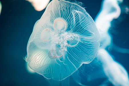 蓝色背景的海月水母高清图片