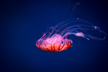 海水中的水母,海洋生物图片