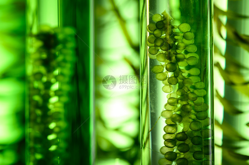 藻类燃料生物燃料工业中的光生物反应器,可持续能源图片