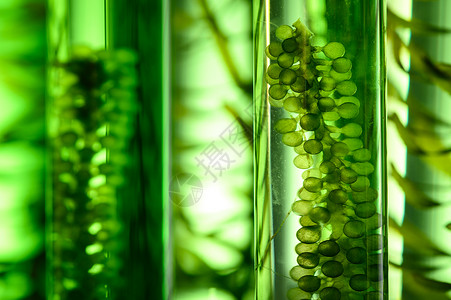 藻类燃料生物燃料工业中的光生物反应器,可持续能源背景图片