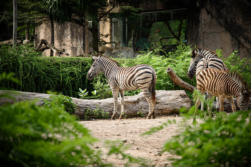 笼子里的斑马,非洲野生动物图片