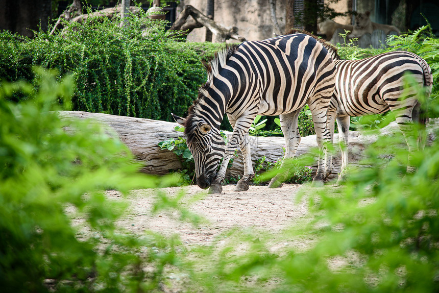 笼子里的斑马,非洲野生动物图片