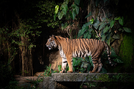 孟加拉虎,森林中的大型食肉动物野生动物图片