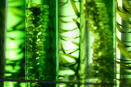 藻类的纹理背景,实验室研究,生物技术科学图片