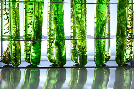 实验室藻类研究,生物技术科学背景图片