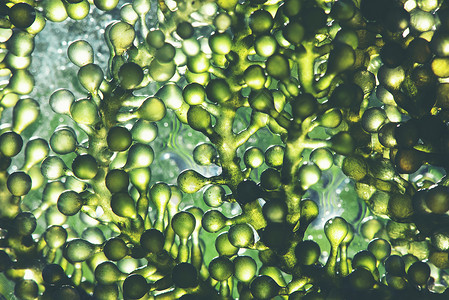 实验室藻类燃料生物燃料工业中的光生物反应器藻类燃料背景图片