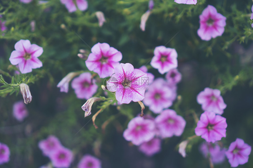 粉红色的花,热带的花图片