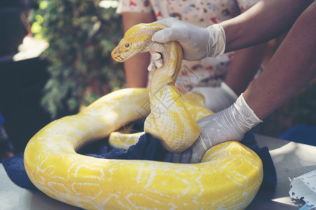 农夫和蛇大蛇,金色的身体背景