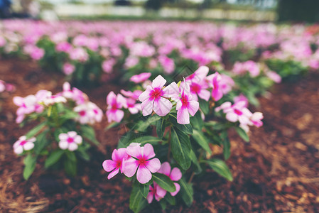 花园里的花,热带公园粉红色高清图片素材