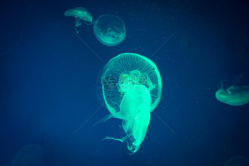 海水中的水母,海洋生物图片