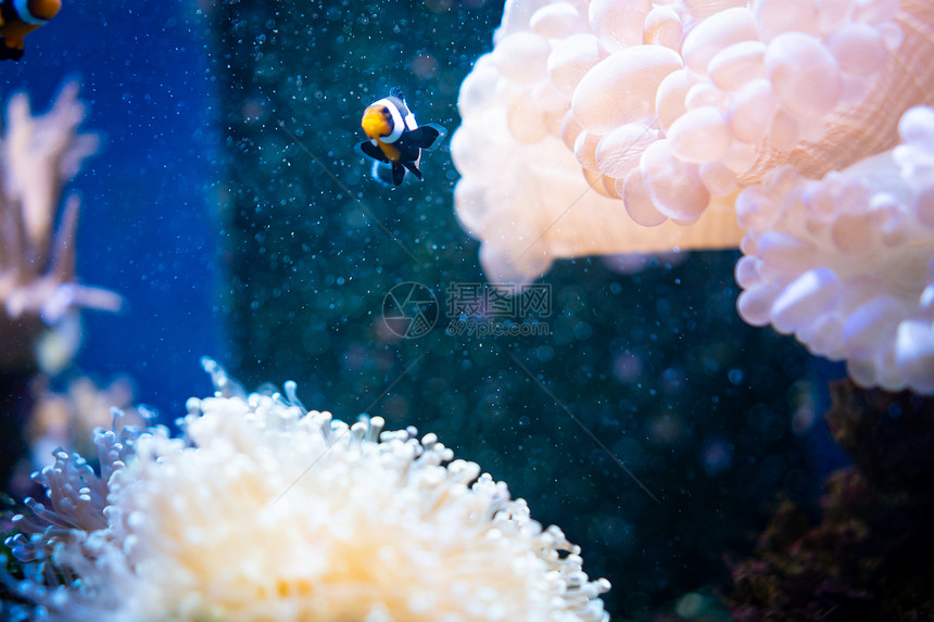 惊人的珊瑚礁水族馆时刻图片