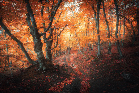 秋天雾中的橙色森林五颜六色的景观,美丽的魔法树,黄色红色的叶子秋天神奇的雾森林的惊人景象仙林地自然背景图片