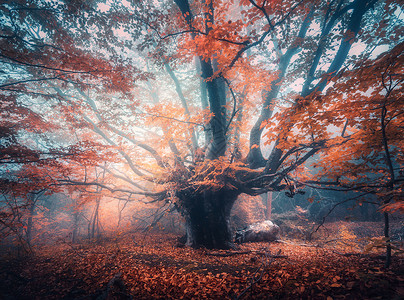 古老的魔法树,日出的蓝雾中大树枝橙色的叶子秋天的颜色迷人的雾森林秋天仙女森林的风景五颜六色的风景美丽的背景图片