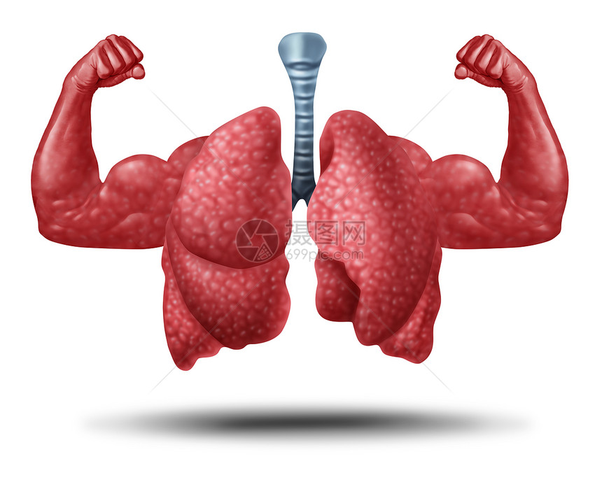 强大的健康人体肺强大的心血管与肌肉头肌三维插图风格图片
