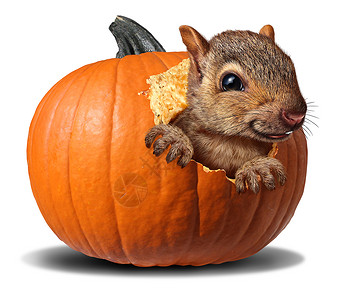可爱的南瓜松鼠吃橙色的秋天南瓜种趣的感恩节万节野生动物图片