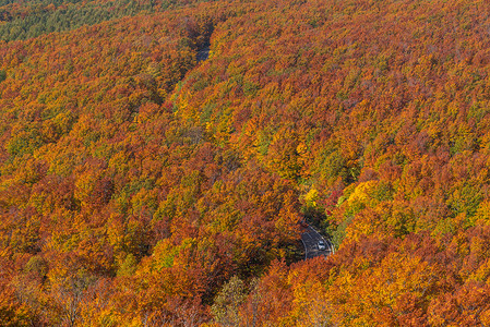 日本青森东北森林荒地红叶秋秋季节鸟瞰图片